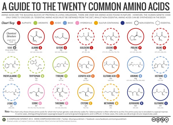 Guide to Amino Acids, Amides and Chirality