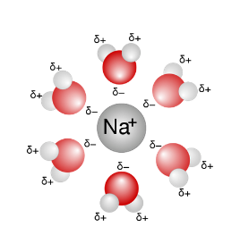 Hydration is a mechanism involved in the reaction of ions in aqueous solutions
